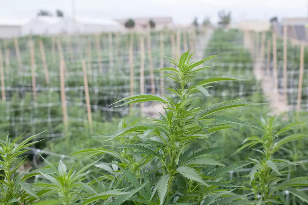 Michigan Marijuana Farm Expands Into Southern Colorado