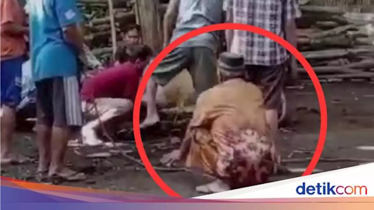 Viral Pria di Jember Meninggal saat Lihat Hewan Kurban Disembelih