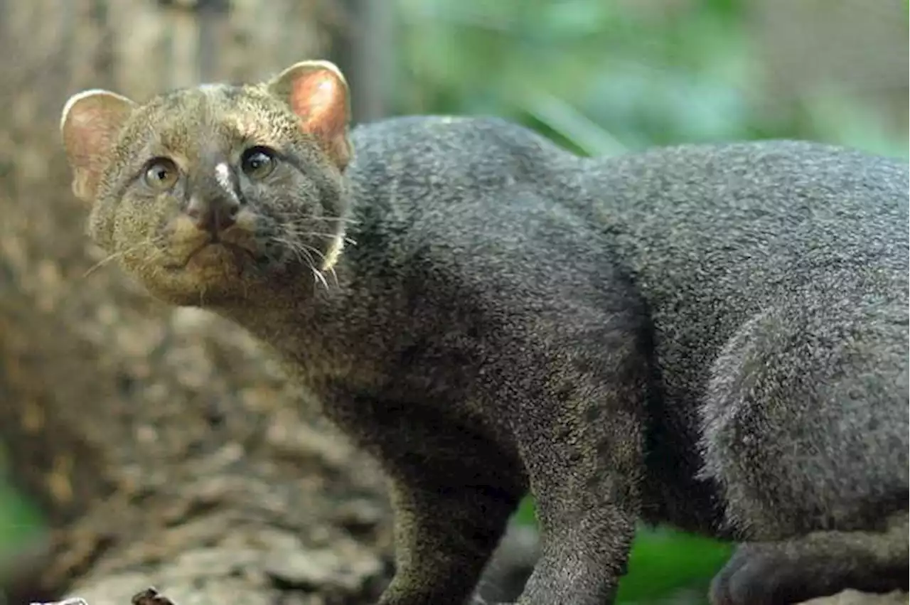 Felino yaguarundí fue grabado mientras caminaba por las calles de Buga, Valle del Cauca