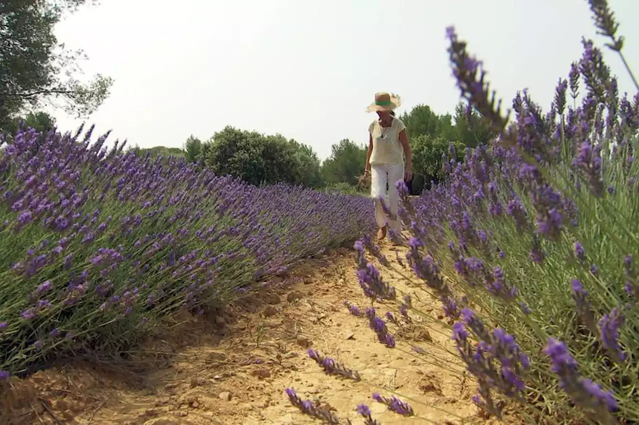 Plante méditerranéenne aux multiples vertus, fleur emblématique de Provence, la lavande se cultive aussi en Languedoc