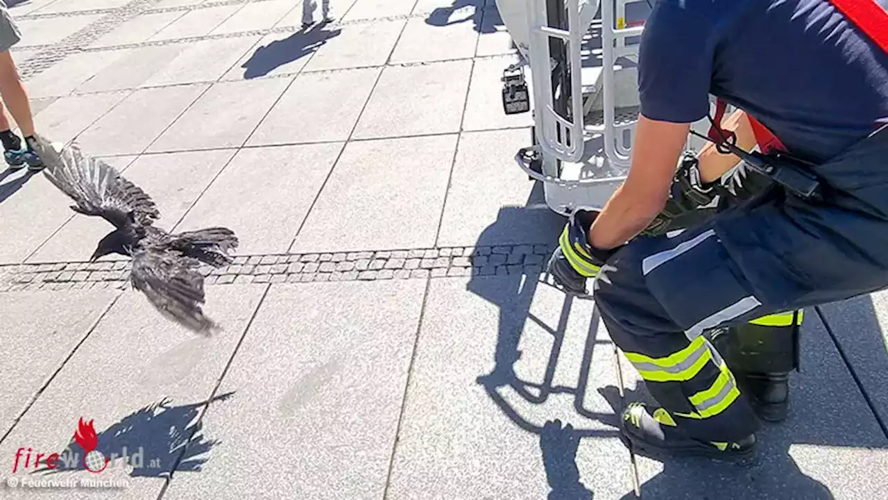 Bayern: Krähe am Stachus in München gerettet