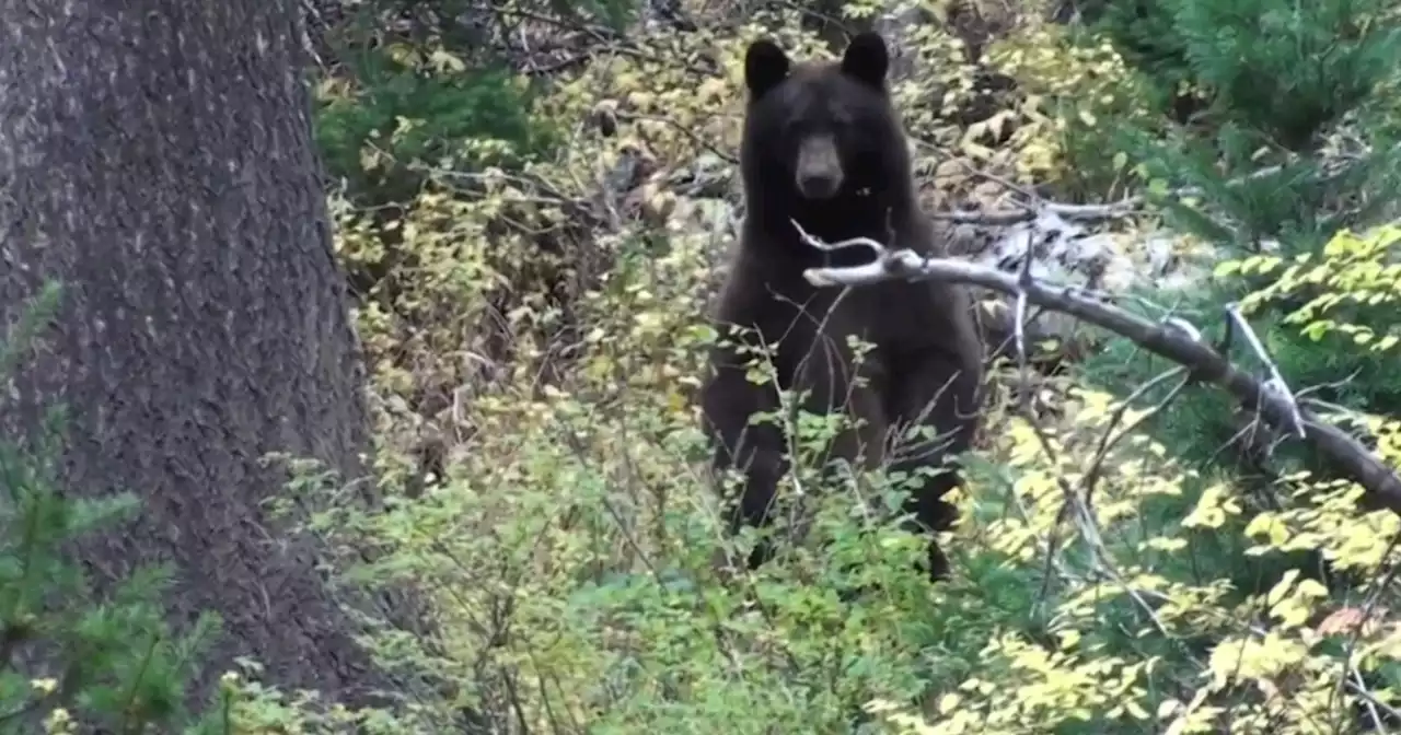 Biker comes face-to-face with black bear on popular Park City trail