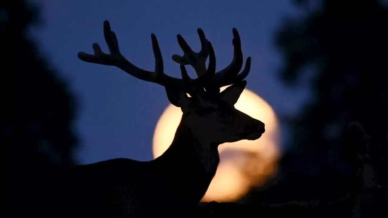 The full buck moon will rise next month: What to know