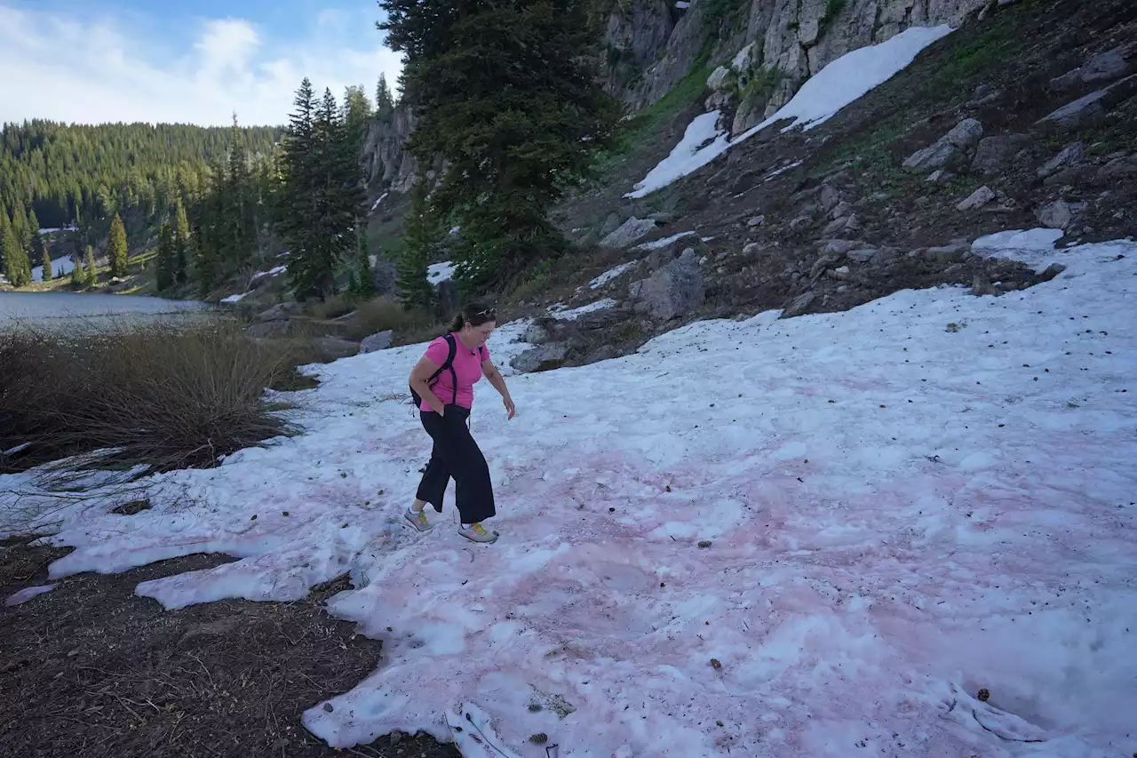 'Watermelon Snow' Is The Hot Thing In Utah Right Now