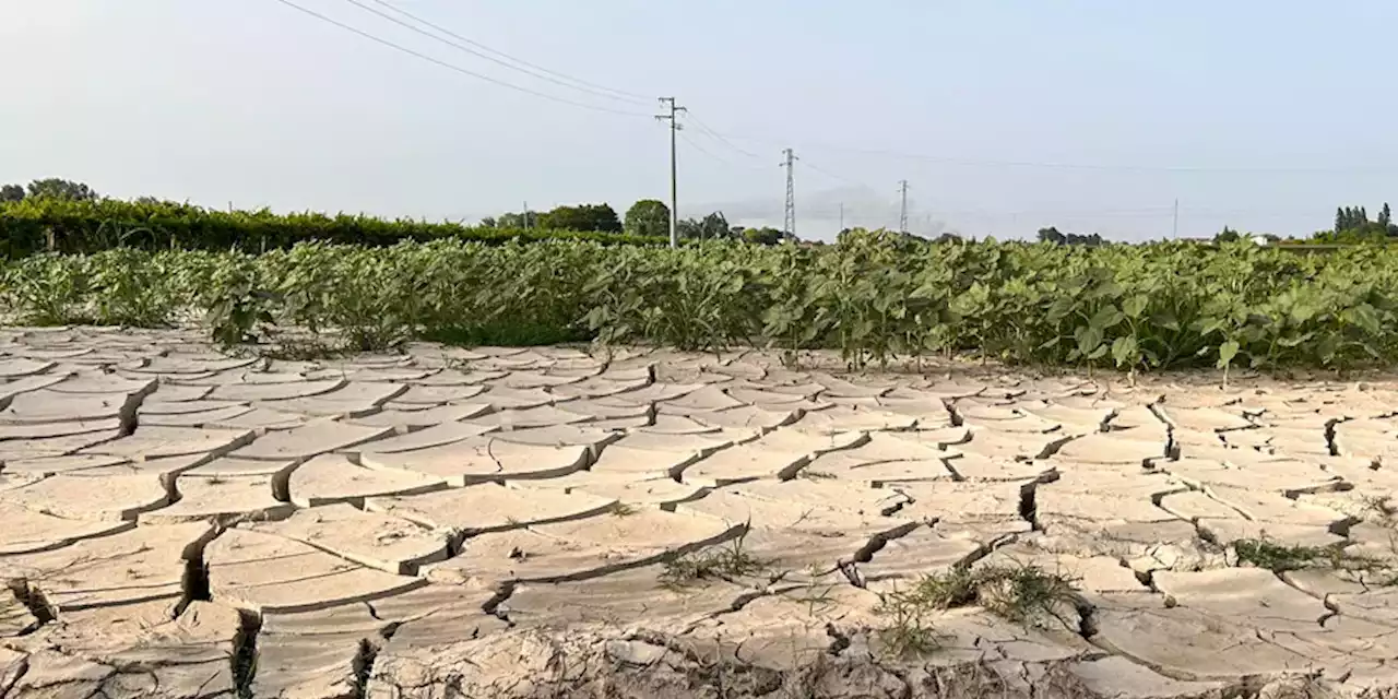 Servirà un sacco di soldi per rimediare ai danni alle coltivazioni in Romagna - Il Post