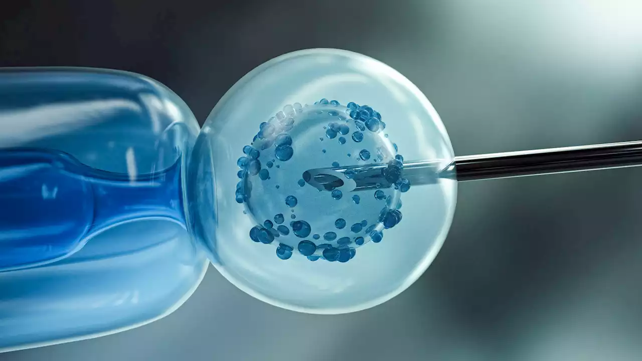 Scientists engineer human embryo-like model to unlock the secrets of early development