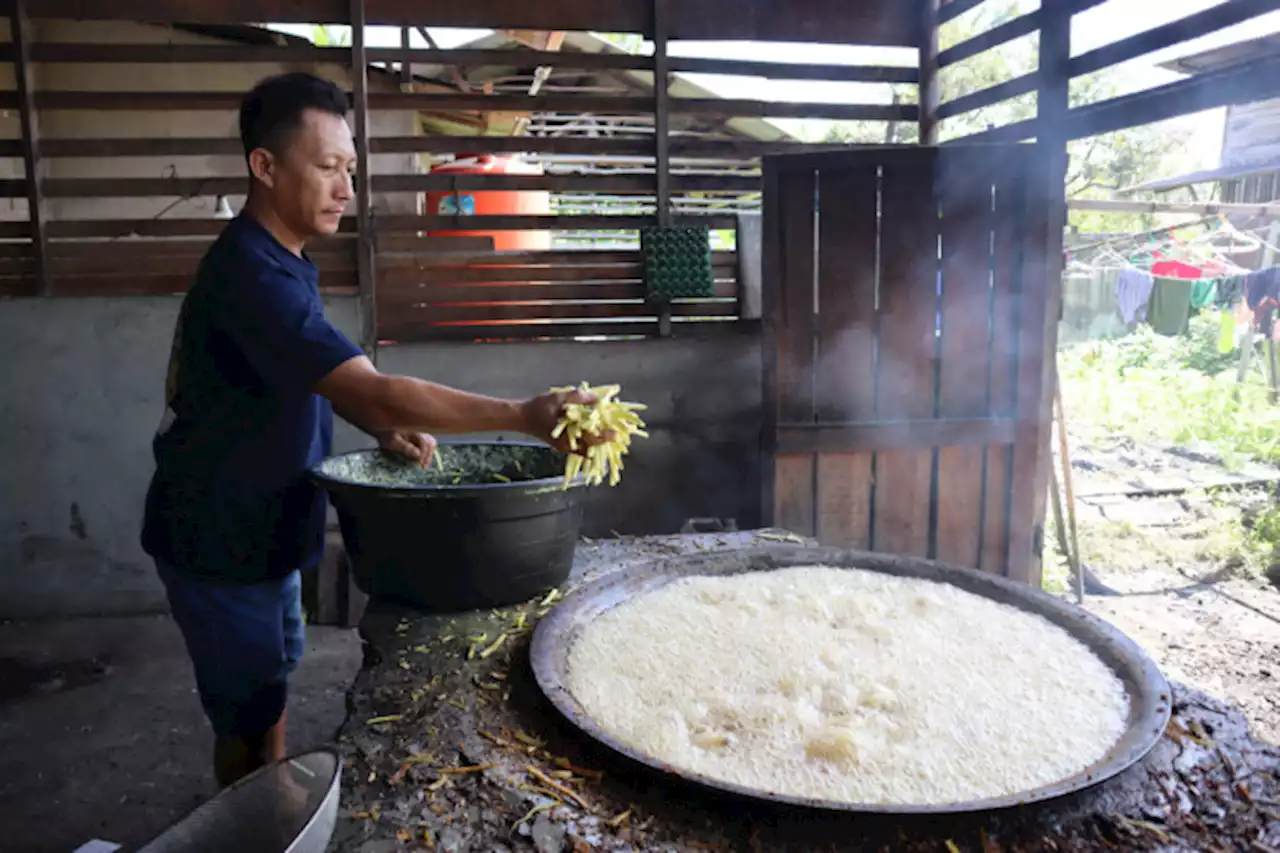 Bisnis Keluarga, Hasilkan Pundi-pundi Uang dari Keladi