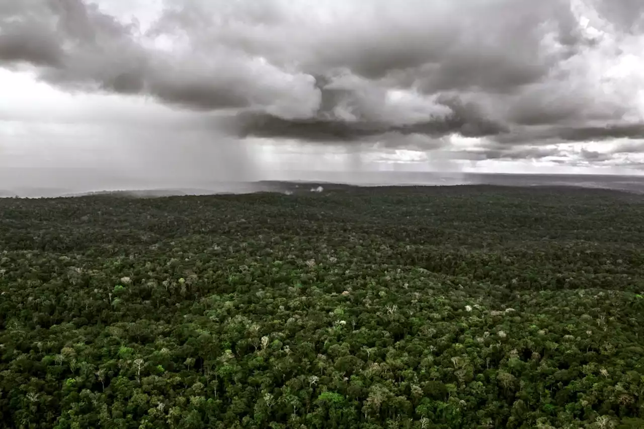 Desmatamento na Amazônia reduz 'rios voadores', que garantem chuva em outras regiões do país