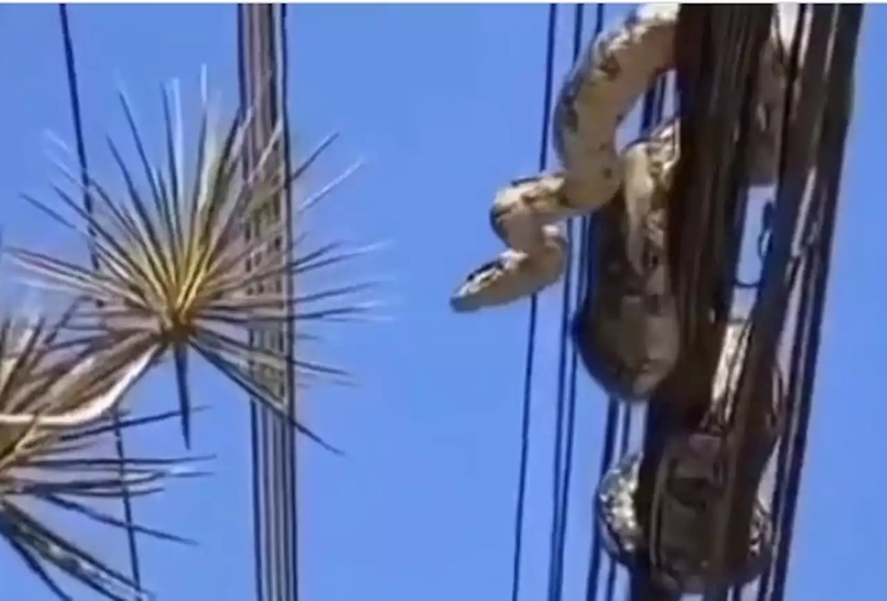 Jiboia aparece em rede elétrica na Zona Oeste do Rio e assusta moradores