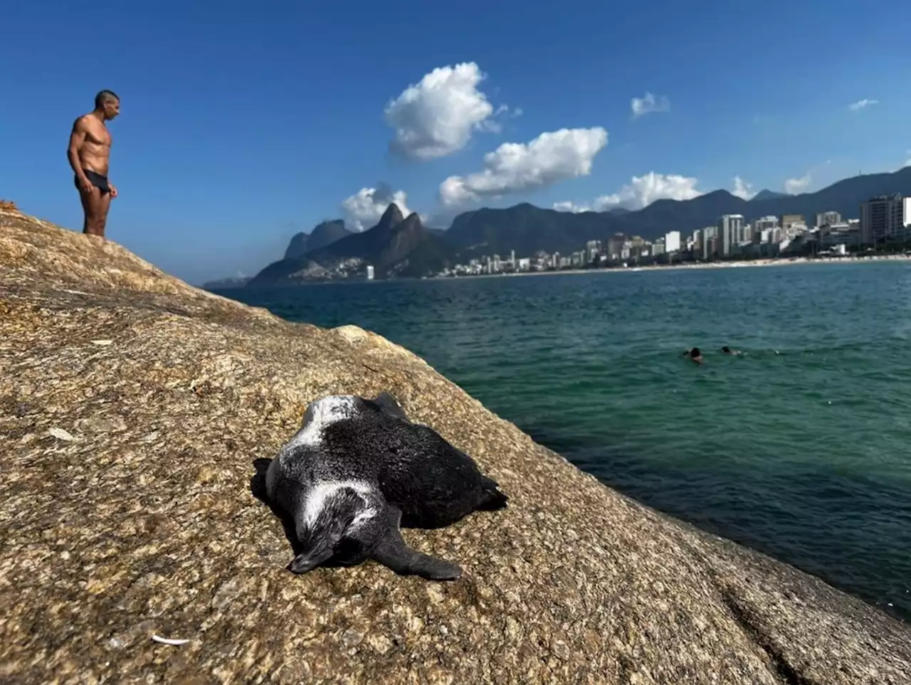 Pinguim 'morador' do Arpoador come baiacu venenoso e morre na praia do Rio; entenda