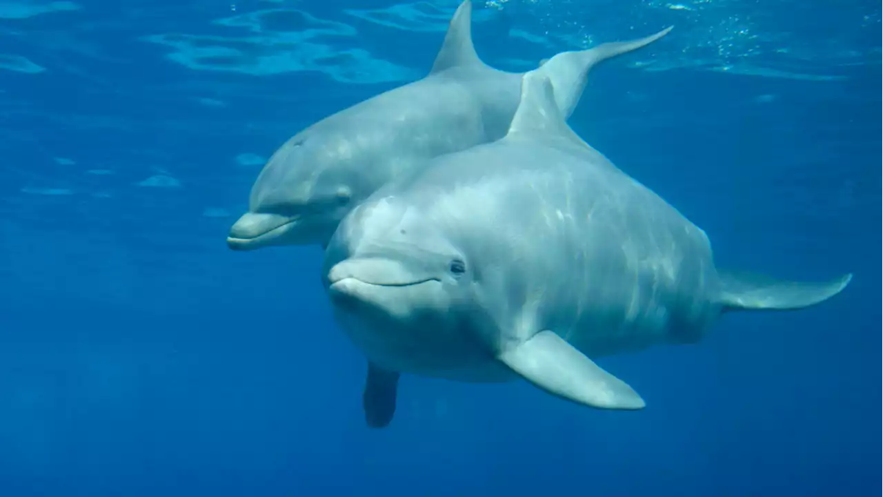 Dolphins use 'baby talk' with their calves, just like humans