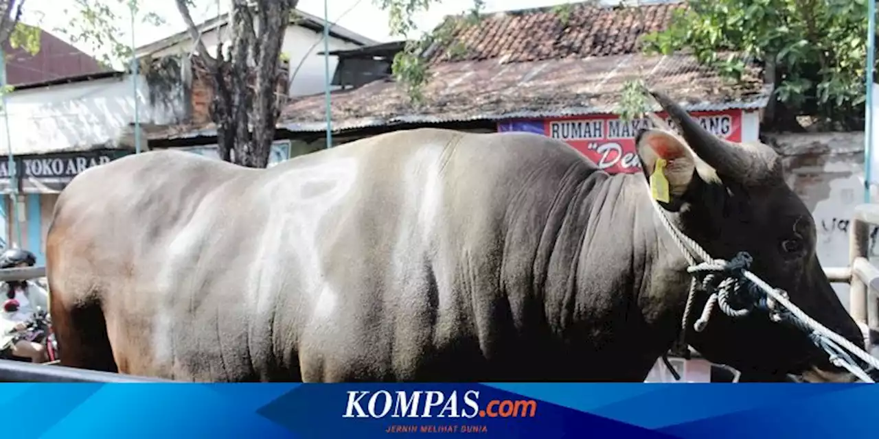 Jokowi Kurban Sapi 644 Kilogram di Buleleng Bali