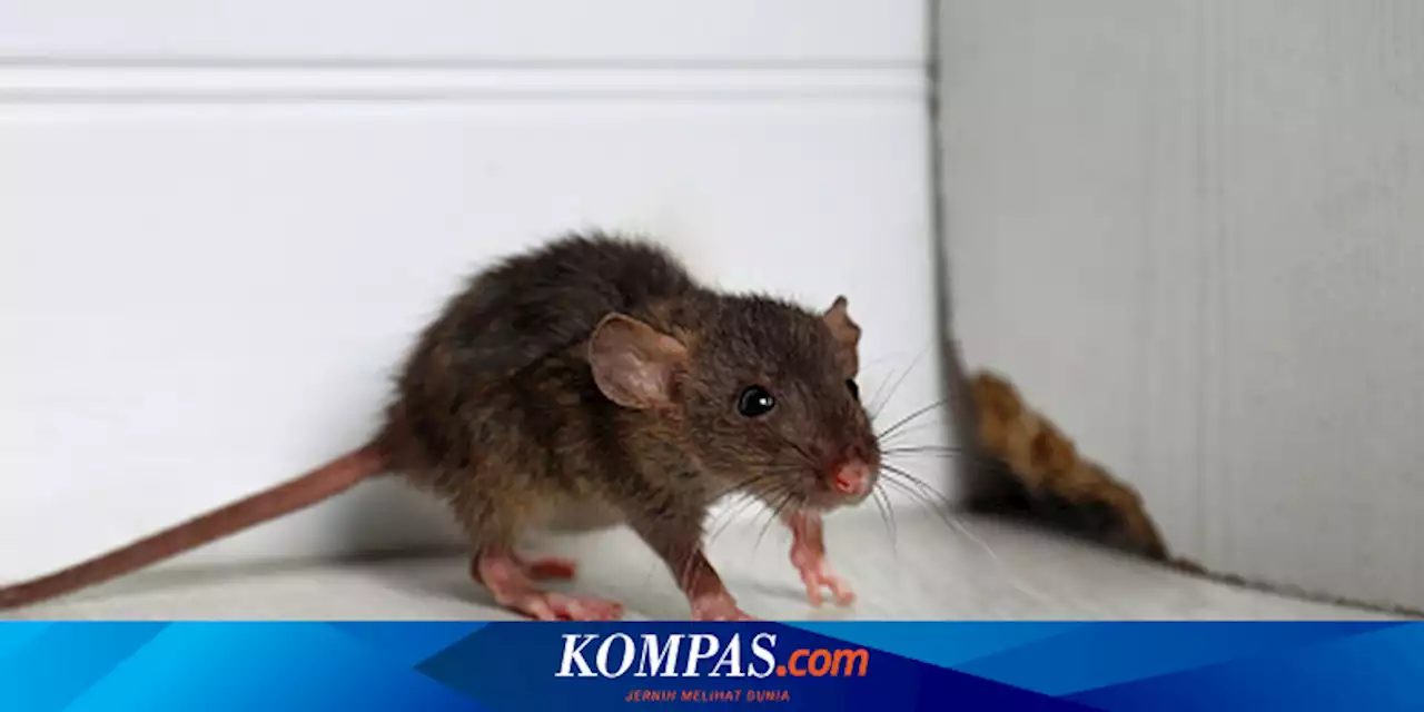 Ketahui, Tanda Tikus Bersembunyi di Garasi Rumah