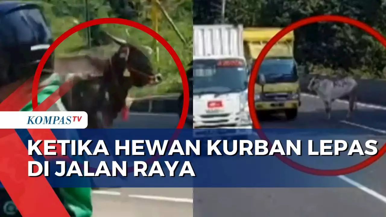 Ketika Warga Kejar Sapi Kurban yang Kabur Hingga ke Jalan Raya