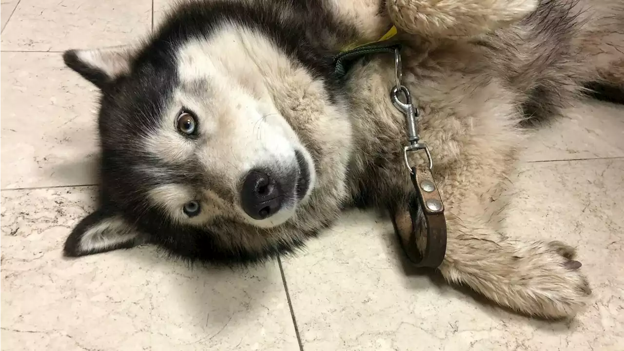 Tierquälerei: Husky wog nur noch 14 Kilogramm