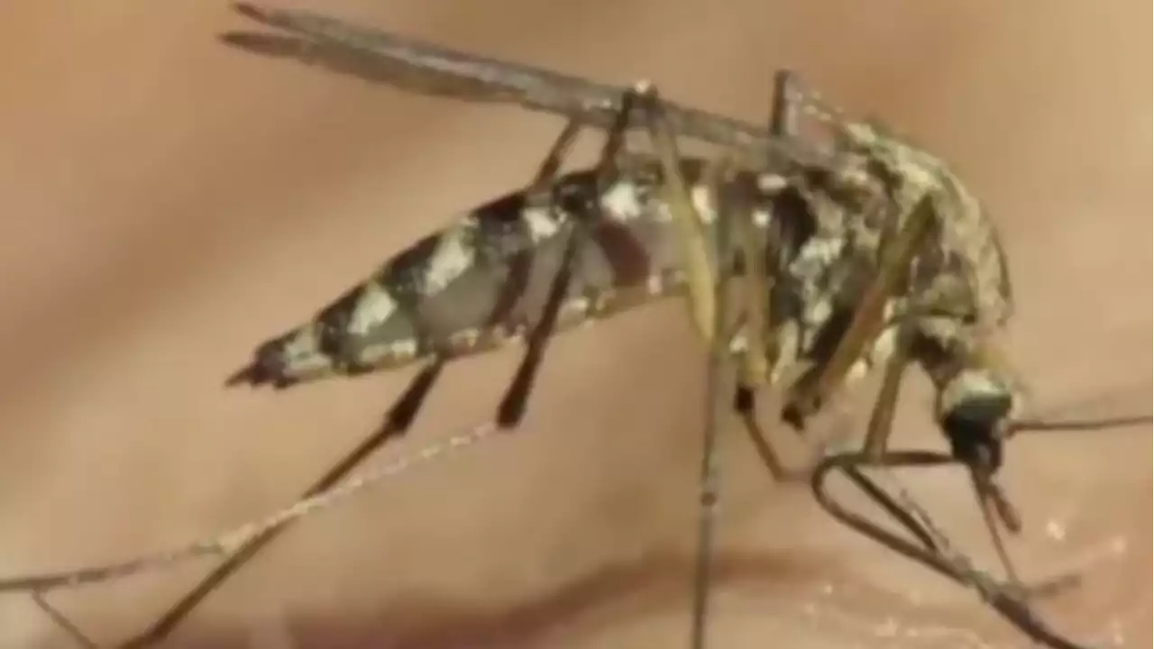 Mosquito tests positive for West Nile virus in San Antonio