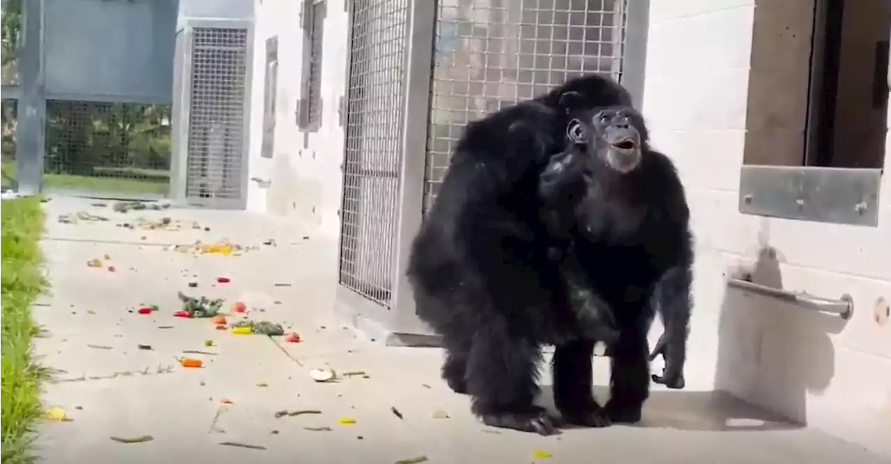 La emocionante reacción de Vainilla, una chimpancé que ve el cielo por primera vez en su vida