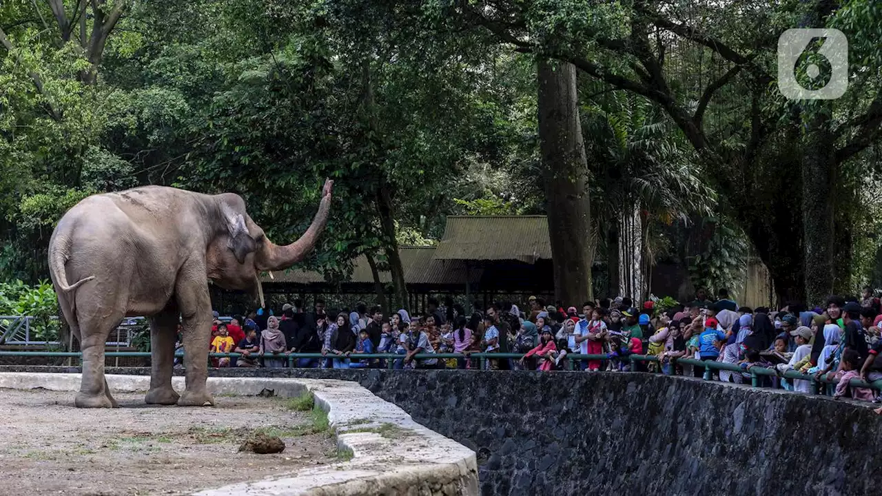 Ramai Pengunjung, Pengelola Ragunan Imbau Orang Tua Tingkatkan Pengawasan kepada Anak