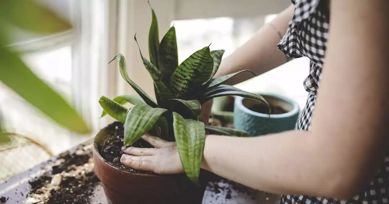 Plantes d'intérieur : les erreurs que l'on fait tous