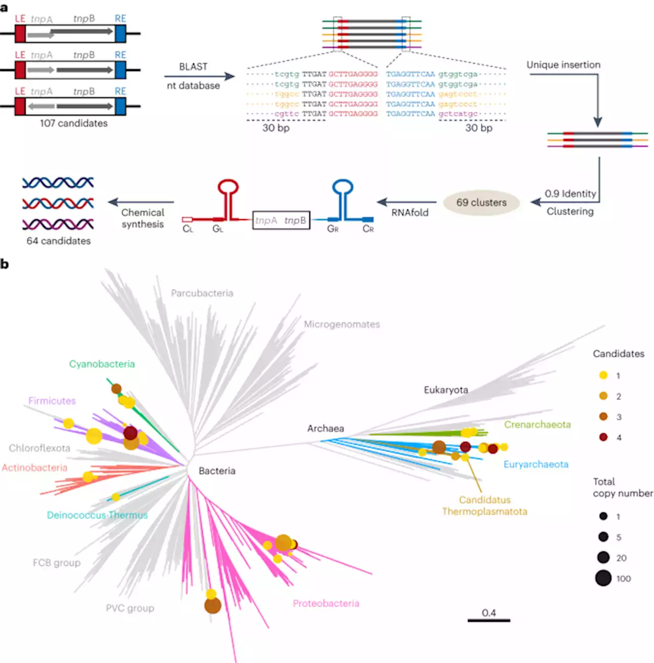 Evolutionary mining and functional characterization of TnpB nucleases identify efficient miniature genome editors - Nature Biotechnology