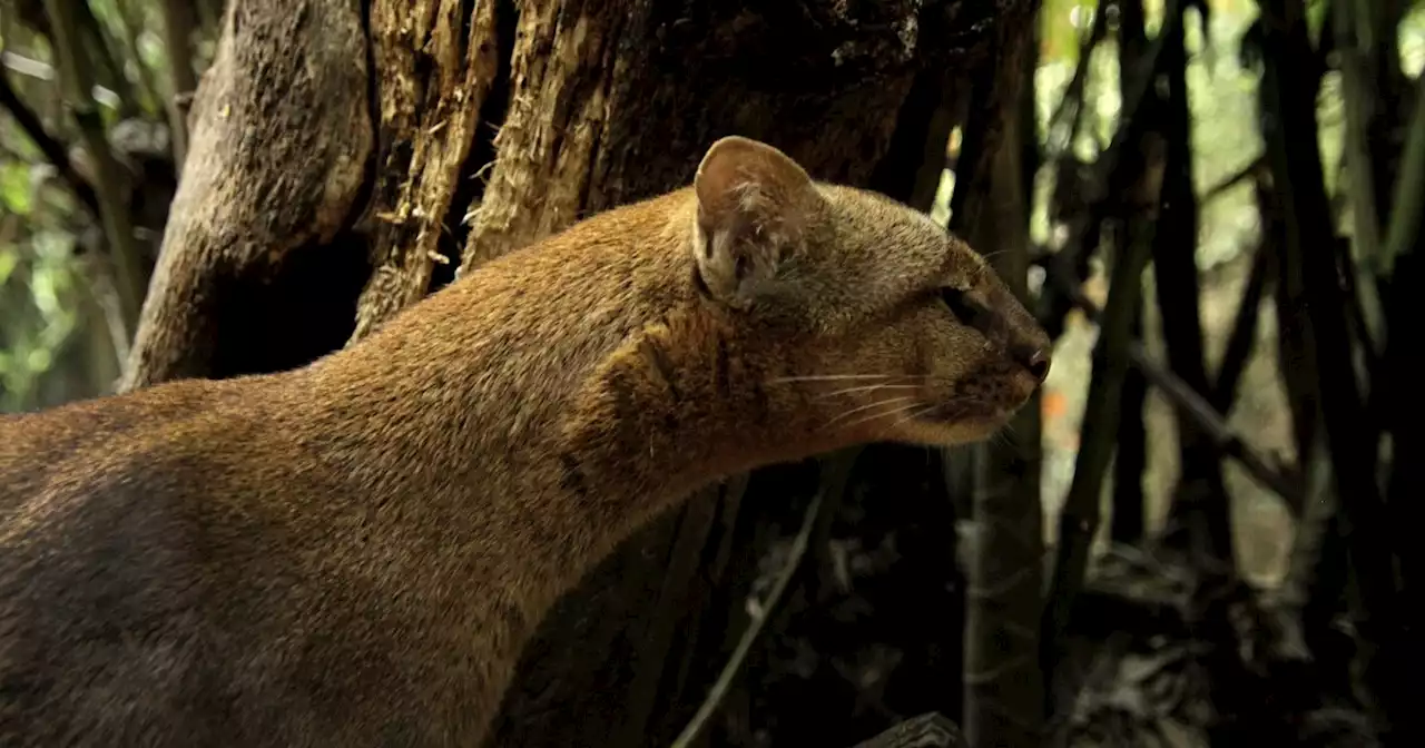 Felino fue captado paseando por las calles de Buga: piden no hacerle daño