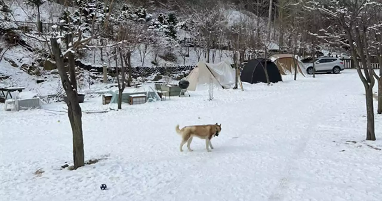 개에게 물린 나의 개가 몇 달 뒤 다른 개를 물었다