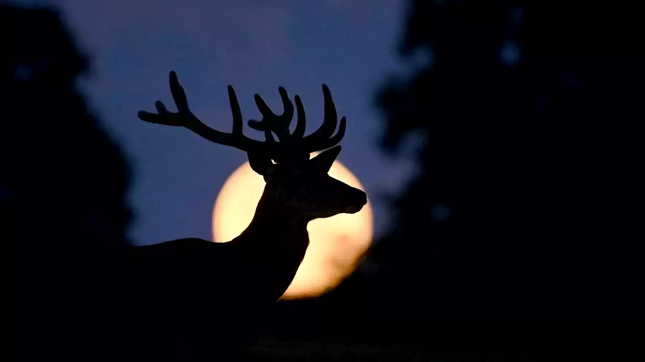 July's skies heat up with the Buck Moon, a shimmery Venus, and more