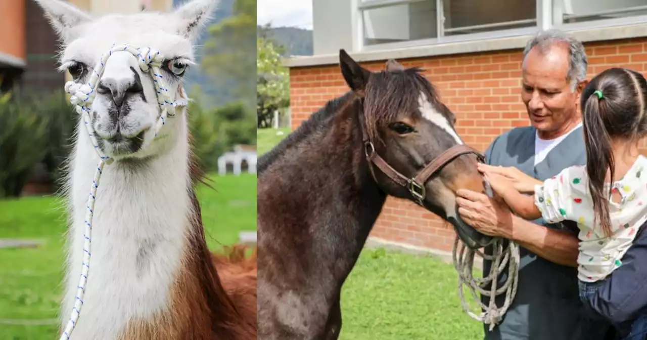 El Distrito de Bogotá anunció que una yegua y una llama que tenían bajo su cuidado fueron adoptadas