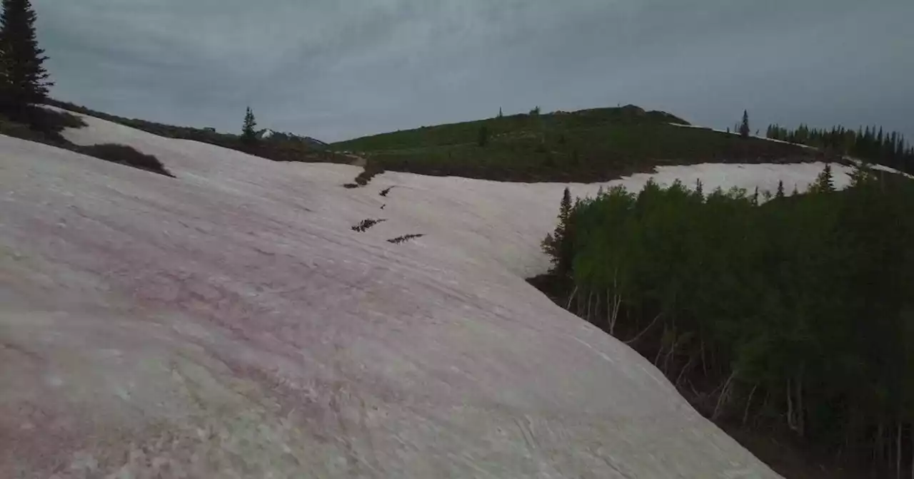 Neve rosa sulle montagne dello Utah, la 'colpa' è di un'alga