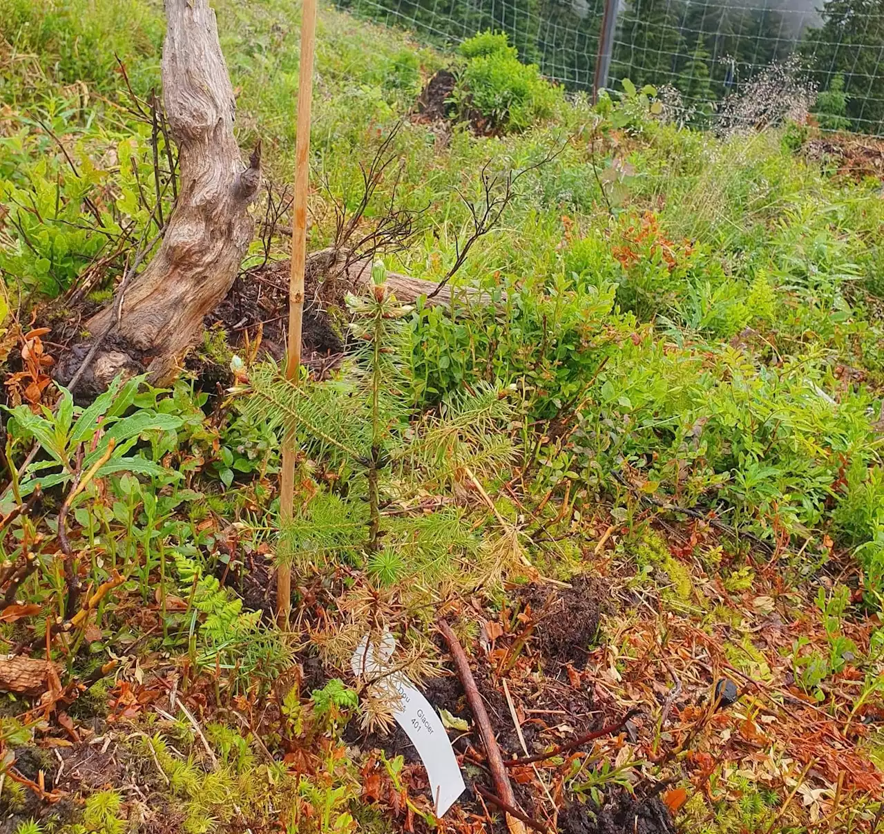 55'000 Bäume für einen klimafitten Wald - Schweizer Bauer