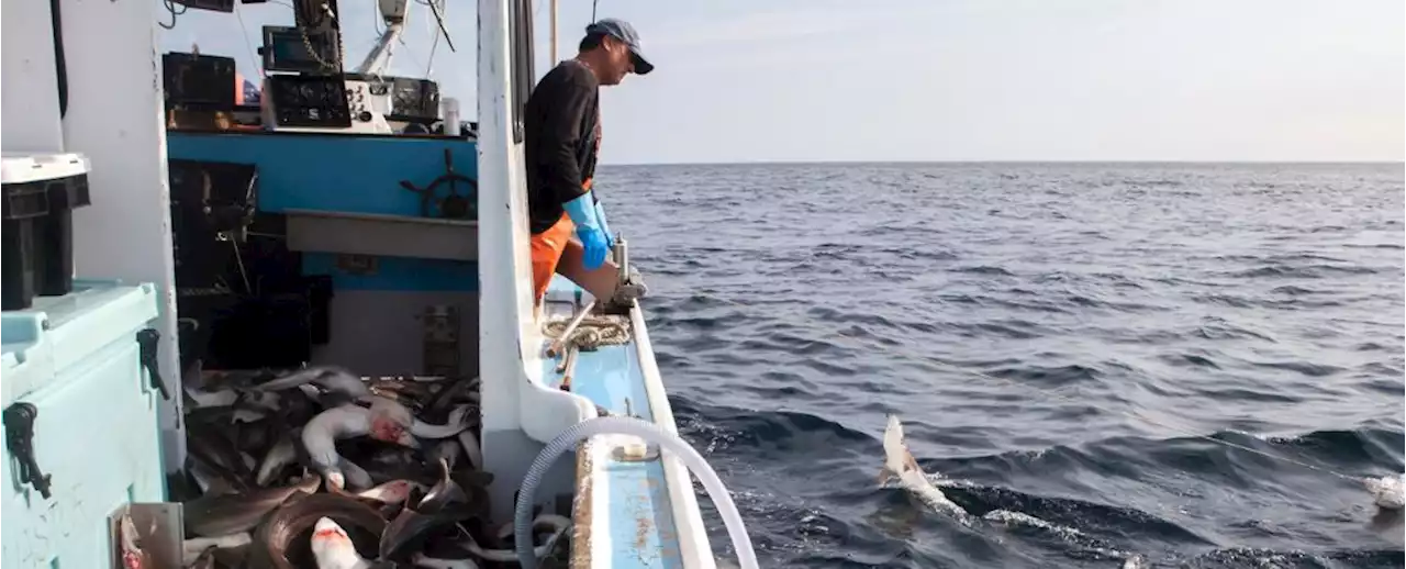 Here's Why The World's First Eco-Certified Shark Fishery Closed Down