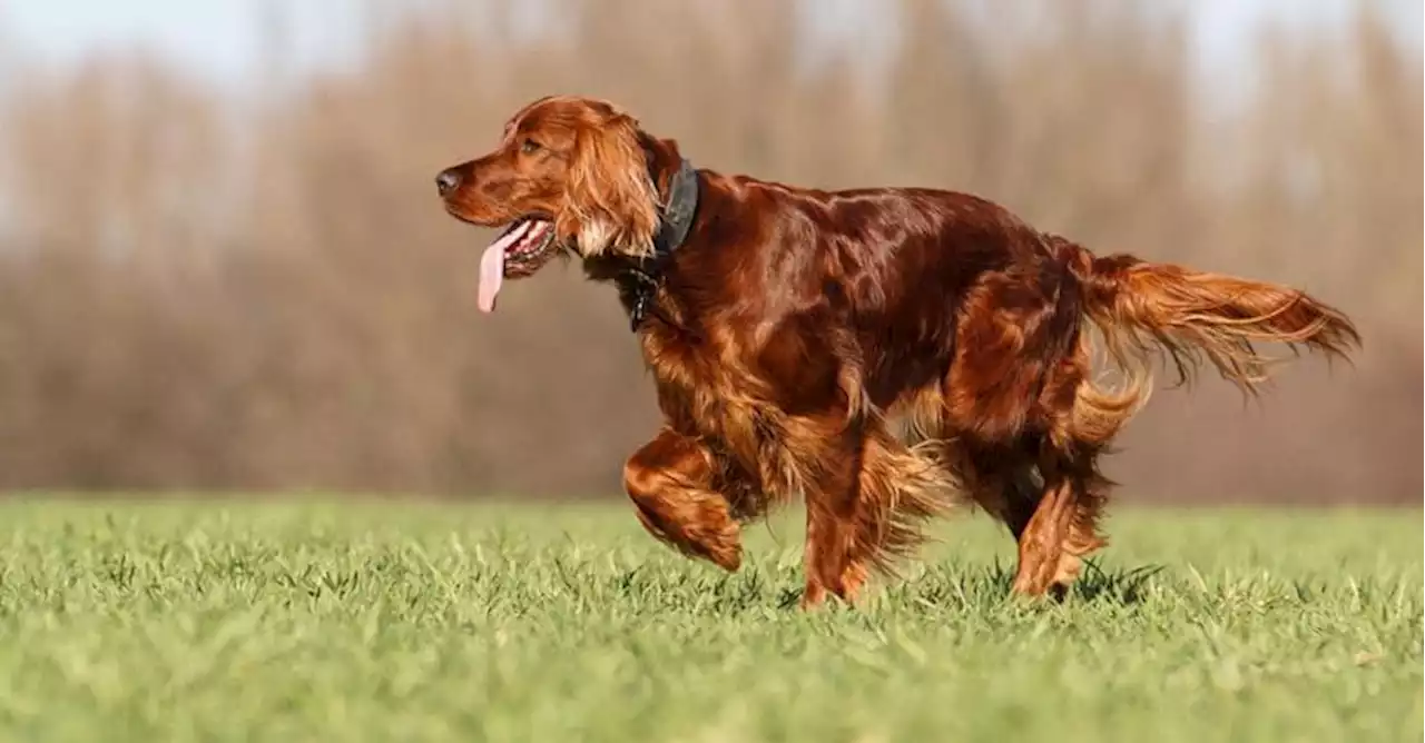 Cassazione, danno alla salute se l’ex ti porta via il cane