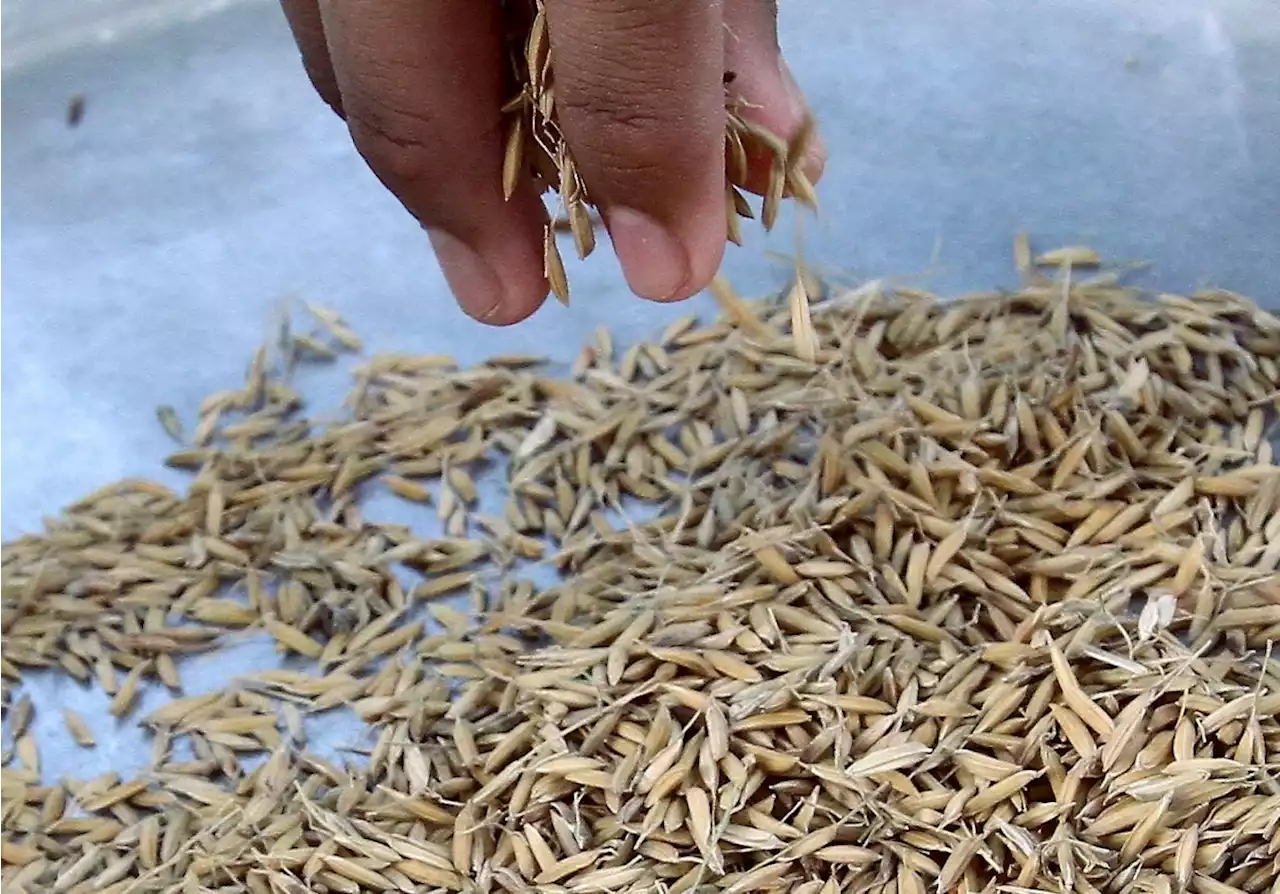 QuickCheck: Are Kedah rice farmers being sold fake padi seeds?