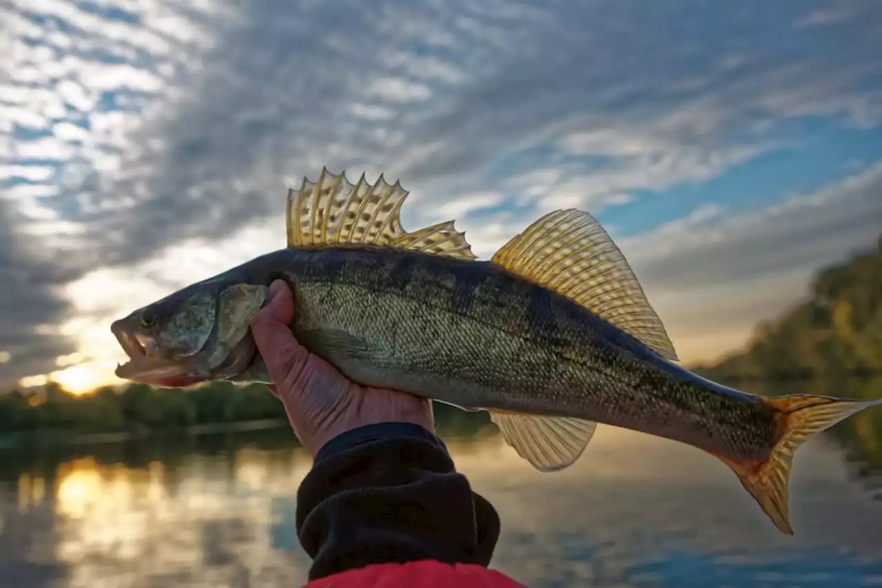 Free fishing week starts on Canada Day