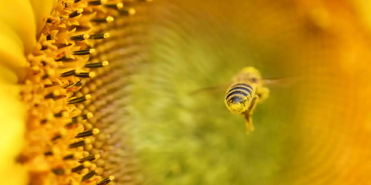 Pestizid Acetamiprid in Lebensmitteln: Belastung mit Insektengift steigt