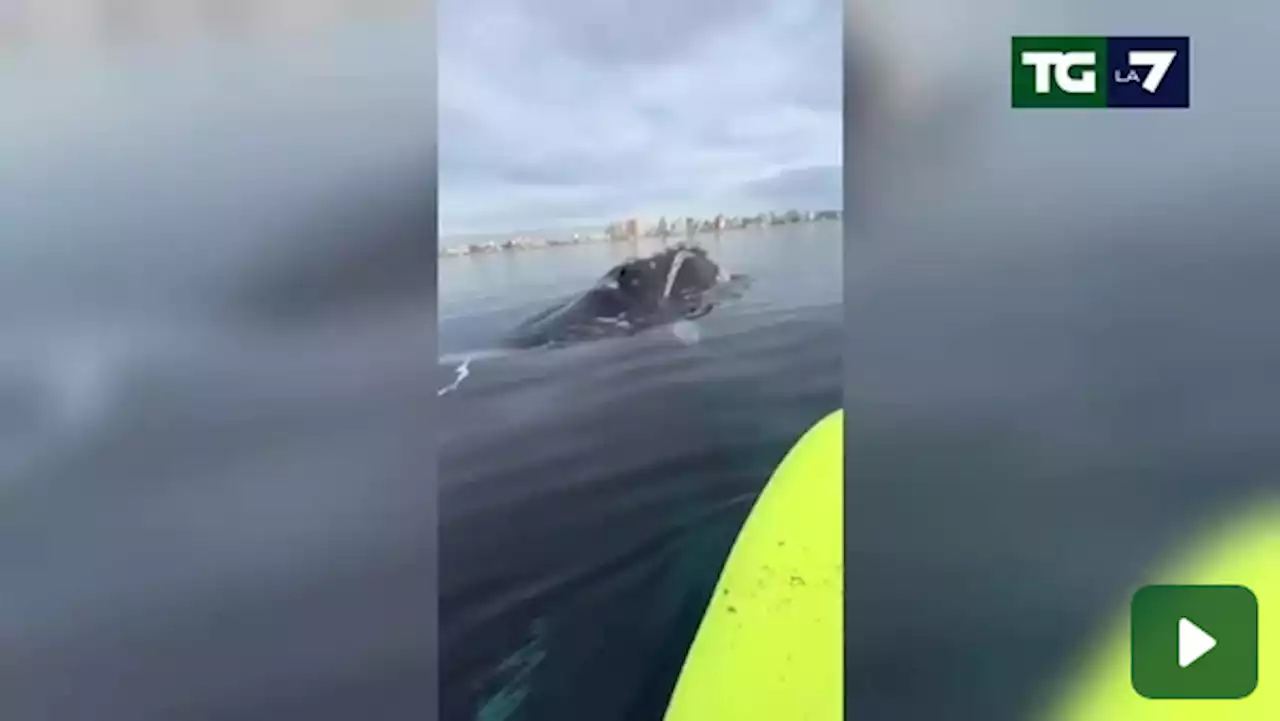 L'incontro ravvicinato con le balene è emozionante - VIDEO