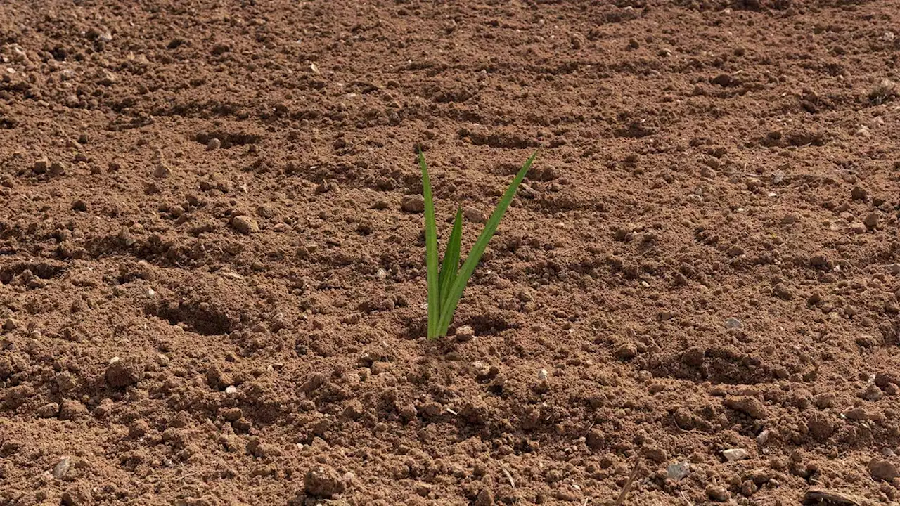 Multimillion-Dollar City Beautification Project Results In 3 New Blades Of Grass