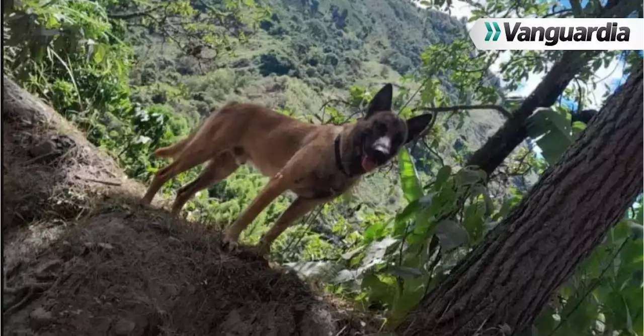 ¿Es Wilson? Ejército responde sobre el perro deambulando en Huila