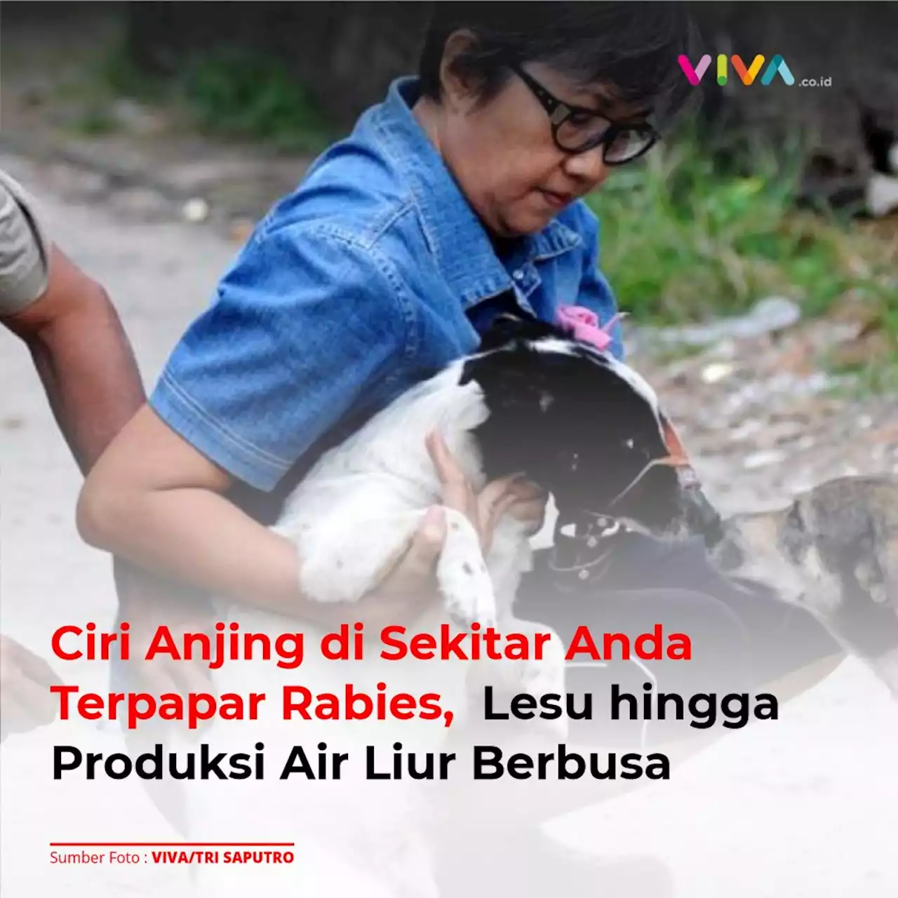 Ciri Anjing di Sekitar Anda Terpapar Rabies, Lesu hingga Produksi Air Liur Berbusa