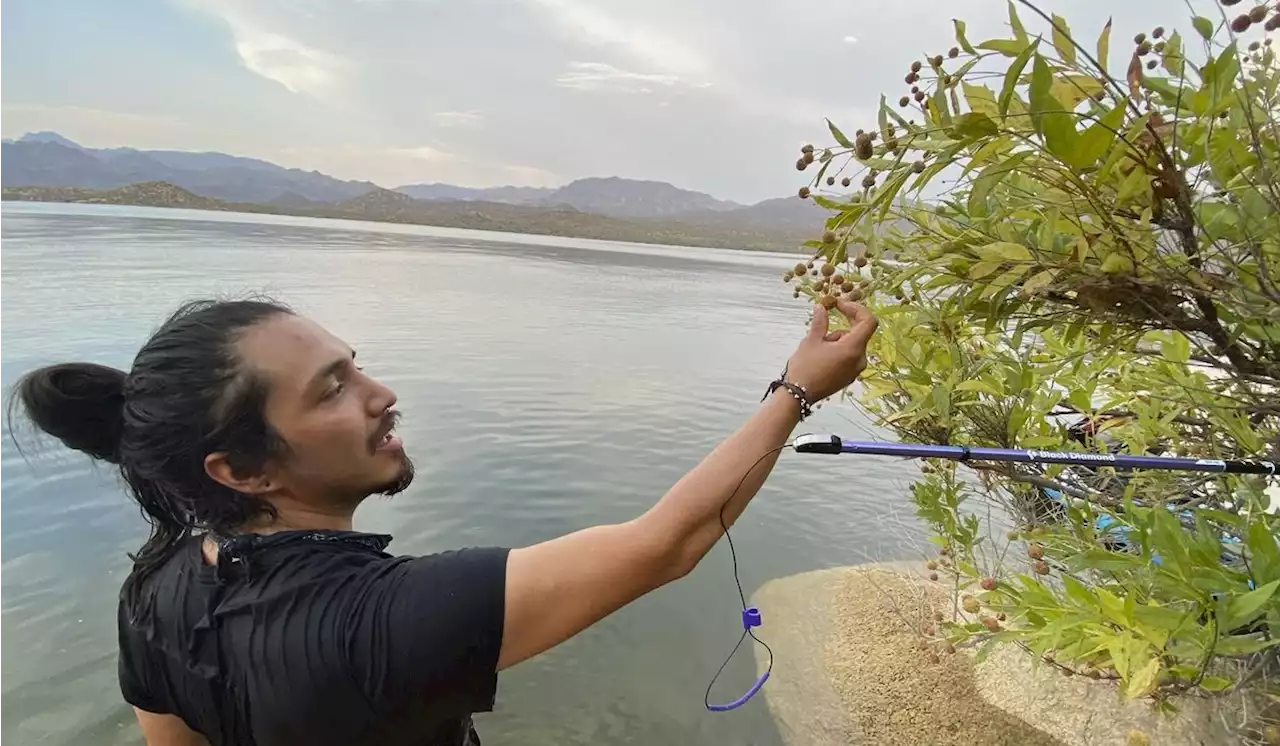 A California scholar’s research into a flowering shrub took him to Mexico and a violent death