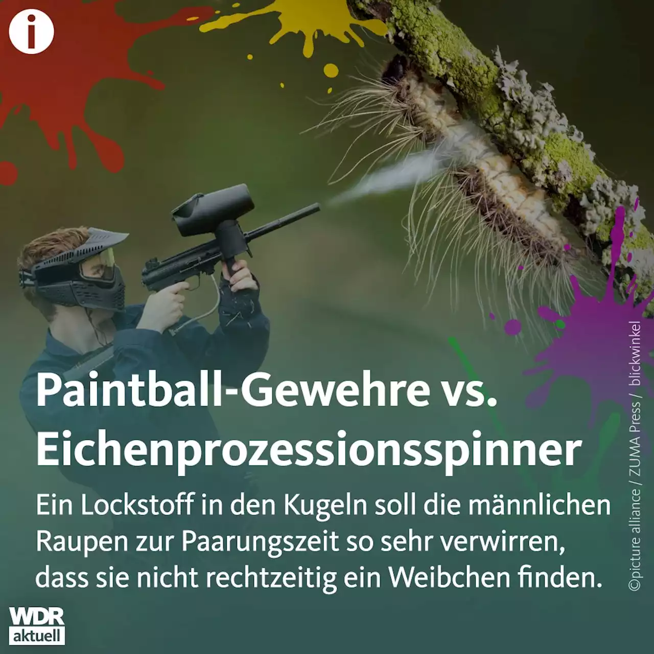 Paintball-Gewehre im Kampf gegen den Eichenprozessionsspinner