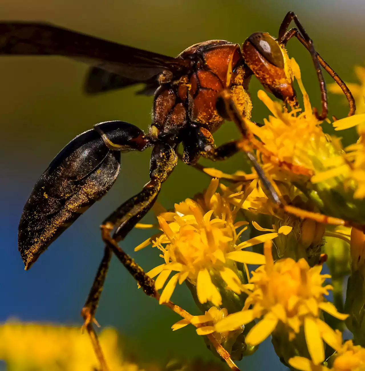 «Asiatische Hornisse»: Bienenjäger breitet sich weiter aus