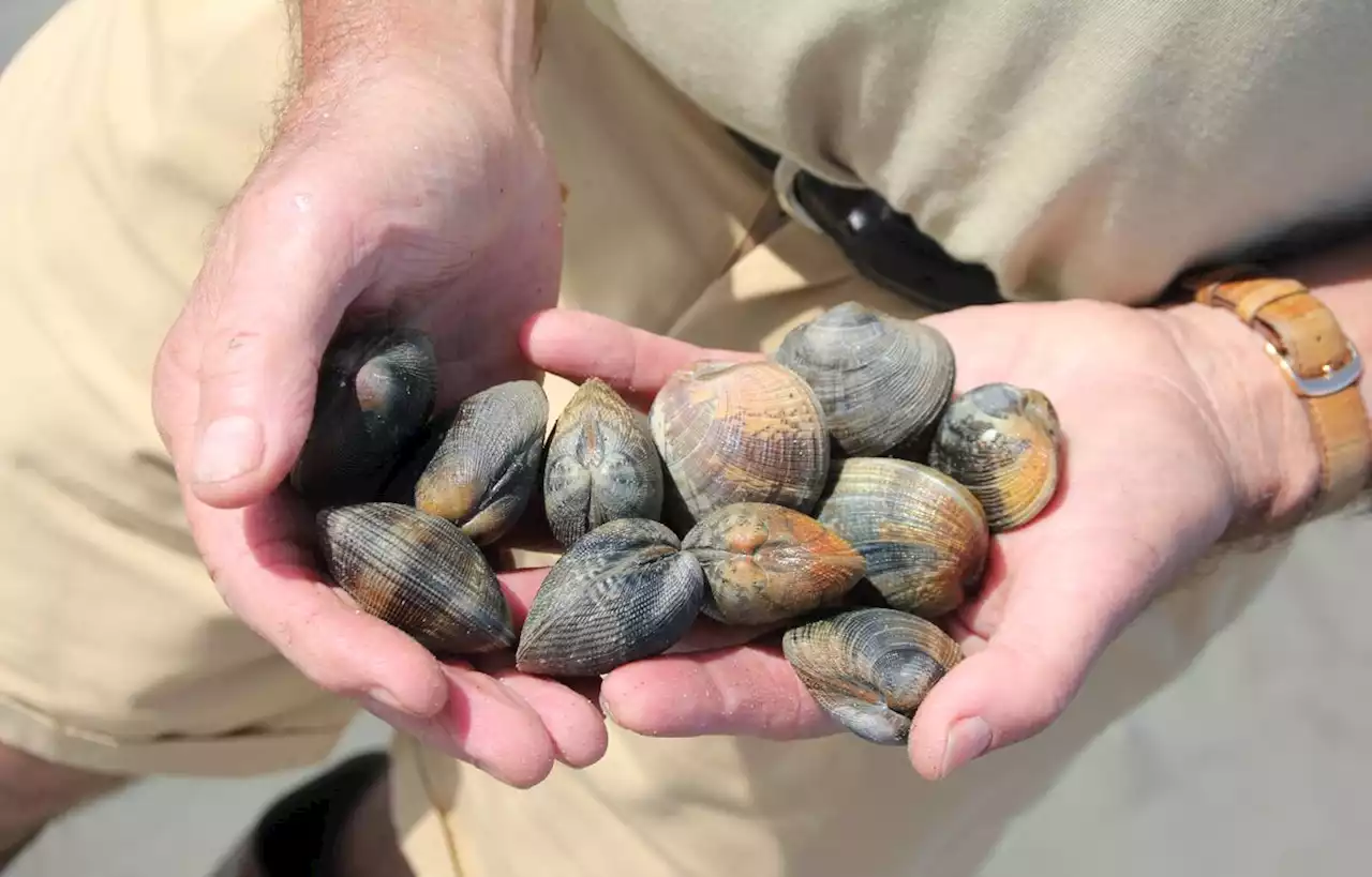 La pêche aux coquillages interdite dans la Rance à cause du phytoplancton