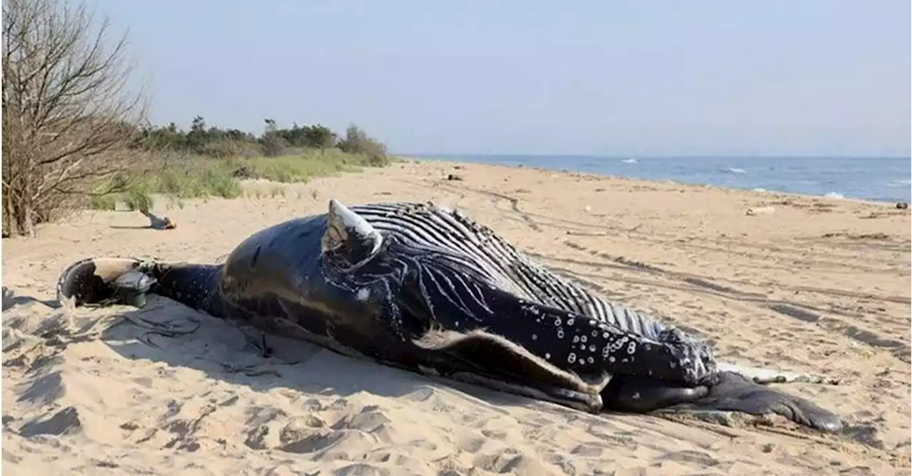 Two humpback whales found dead off US coast suffered 'blunt force trauma'