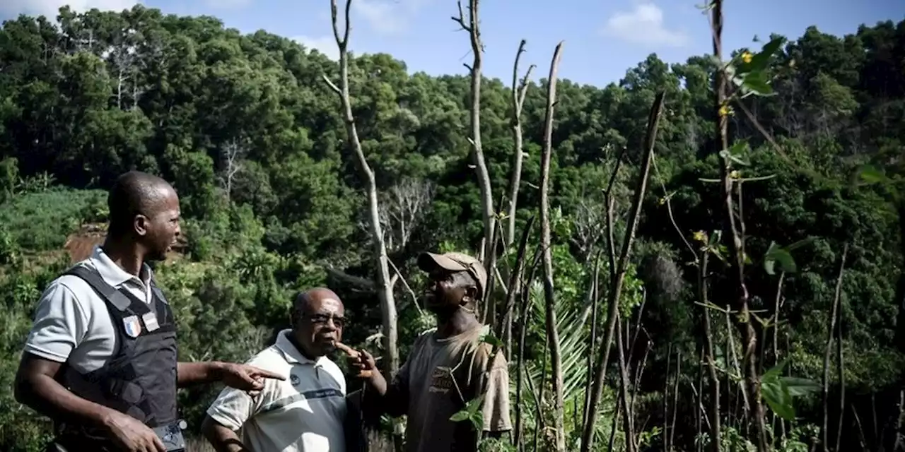 A Mayotte, l'Etat lutte aussi contre la déforestation et les plantations illégales