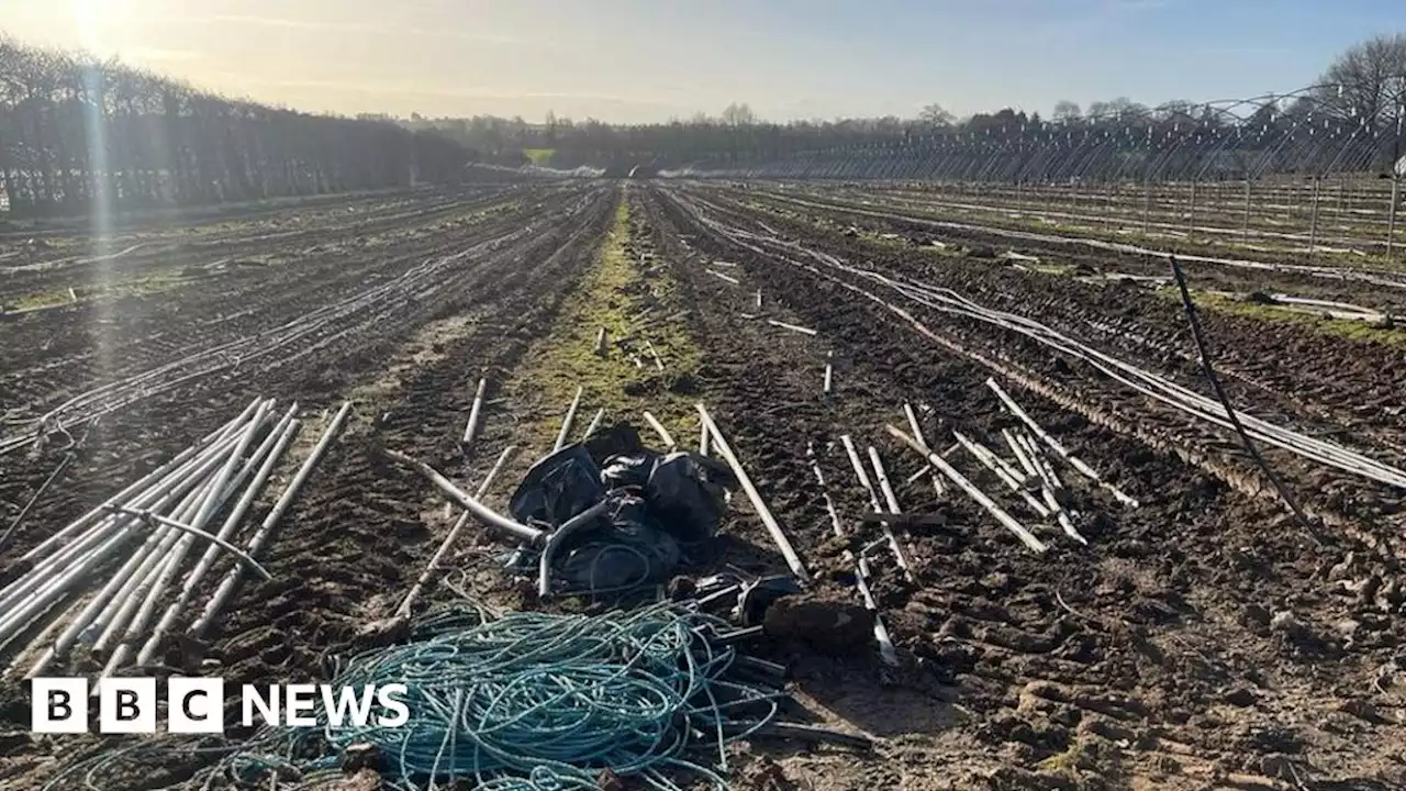 Nottingham strawberry grower stops production due to cash crisis