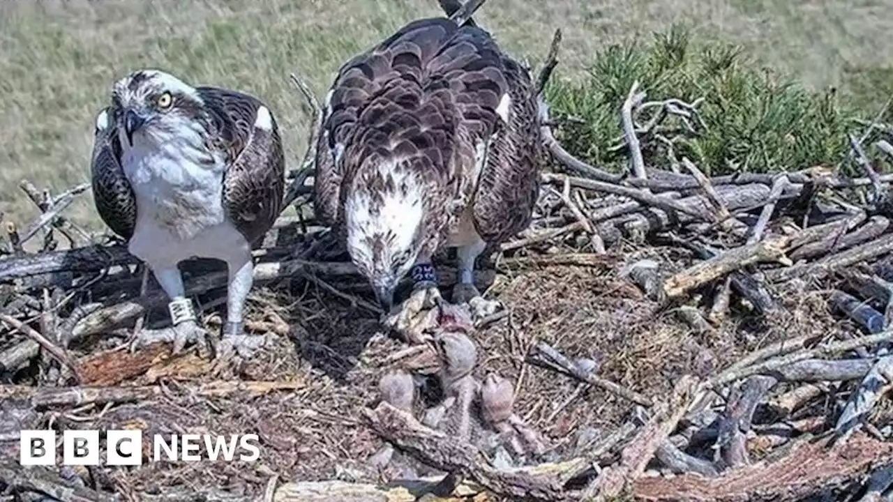 South Cumbria osprey chicks hatch for 10th year running