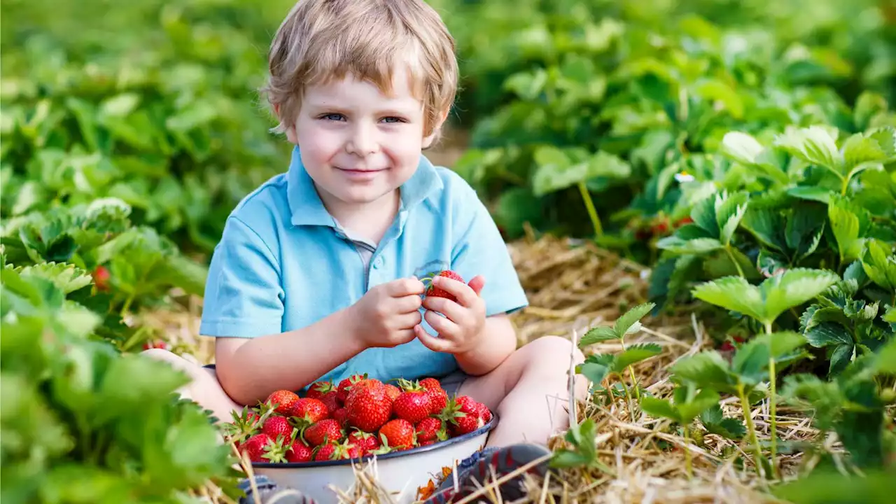 Endlich wieder Erdbeeren satt