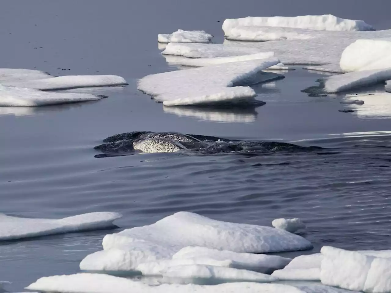 Inuit, environmental groups praise cruises for agreeing to avoid Eclipse Sound