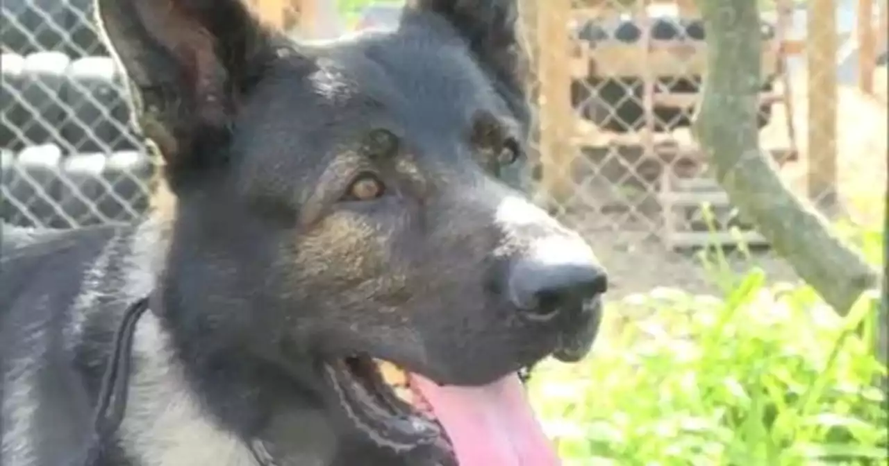 Lake County Sheriff's K-9 Dax apprehends parolee armed with firearm